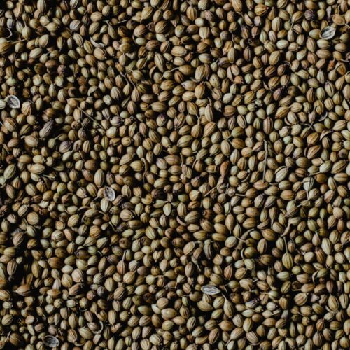 Organic Coriander