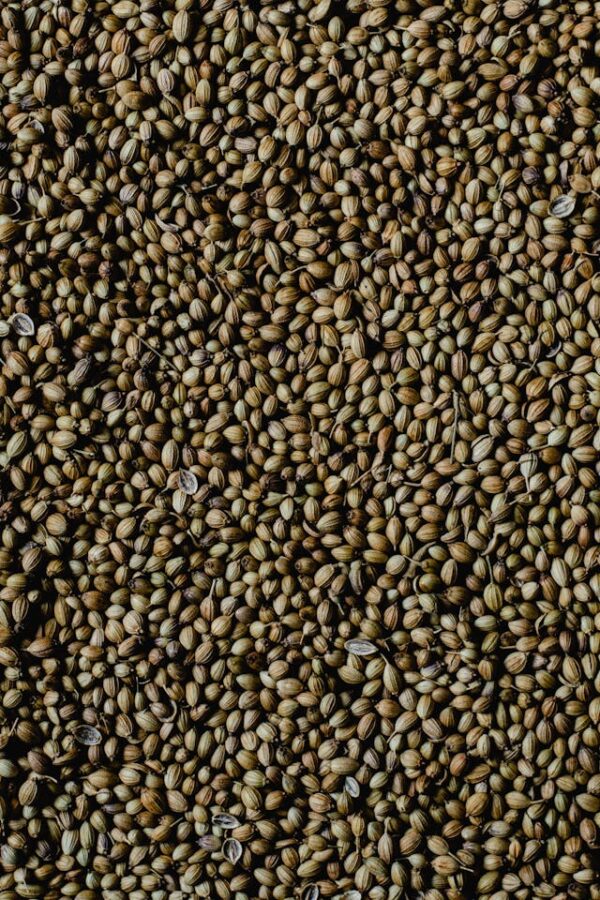 Organic Coriander